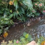 Sungai di Belakang Rumah dan Hilangnya Kesadaran Masyarakat Terhadap Sampah