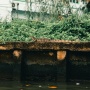 Satwa Liar Muncul di Perkotaan, Benarkah Tanda Rusaknya Habitat Alami?