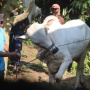 Patungan Sapi: Simbol Solidaritas Kelas Menengah di Tengah Himpitan Ekonomi