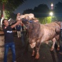 Gagah! Sapi Kurban 'Kelas Berat' 1 Ton Milik Prabowo Tiba di Masjid Istiqlal