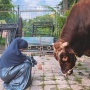 Momen Ria Ricis Nangis Saksikan Sapi Kurban Miliknya Disembelih