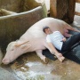 Berapa Harga Sapi Jumbo yang Dibeli Raffi Ahmad dari Irfan Hakim?