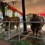 Si Loreng dan Wirabumi: Sapi Kurban Jumbo Prabowo-Gibran yang Curi Perhatian di Istiqlal