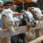 Bukan Sekadar Simbol Ketakwaan, Kurban Menyimpan Banyak Hikmah Soal Kehidupan