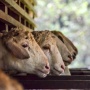 Apa itu By Name By Address? Sistem Masjid Istiqlal untuk Bagi Daging Kurban
