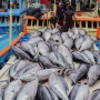Musim Tuna Tiba, Nelayan Sendang Biru Kebanjiran Tangkapan