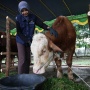 Wamentan Klaim Indonesia Surplus 800.000 Hewan Kurban