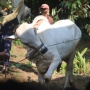 Sapi Kurban APBN Rp100 Miliar: Saat Menkeu Mengaku Ketinggalan Info