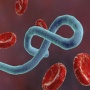 Amerika Larang Warganya yang Terjangkit Ebola Pulang, Dibiarkan di Kenya Karena Takut Menyebar