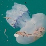 Mikroplastik Laut Hambat Kemampuan Alga Serap Karbon, Apa Dampaknya?