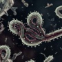 Ebola Makin Gila! Uganda Blokade Perbatasan Kongo, Abaikan WHO