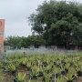 Bekas Klinik Peninggalan Belanda Dimanfaatkan Jadi Kebun Lidah Buaya, Nyiramnya Bisa Lewat HP