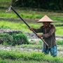 Kedaulatan Pangan atau Ketergantungan yang Dipelihara?