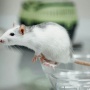 4 Cara Mudah Mengusir Tikus dari Rumah, Tak Perlu Racun!