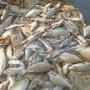 Ribuan Ikan Mati Mengambang di Karawang, Warga Diminta Jangan Konsumsi