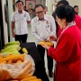 Megawati Apresiasi Panen Jagung GNTI, Produktivitas Disebut Lampaui Metode Konvensional