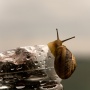 Snail Mucin untuk Apa? Ini 6 Manfaatnya untuk Kesehatan Kulit Wajah