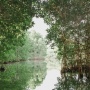 Kenaikan Permukaan Laut Ancam Kemampuan Mangrove Menyimpan Karbon