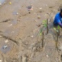 Tanam 1.000 Mangrove di Tanjung Burung, Upaya Nyata Jaga Pesisir Tangerang