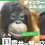 Orang Utan Jennifer dan Hayato Dipertemukan, Simbol Persahabatan Indonesia-Jepang dalam Konservasi