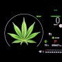 Negara Ini Siapkan Aturan yang Perbolehkan Berkendara Dalam Pengaruh Ganja Medis
