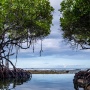 Empat Dekade Dipantau Satelit, Hutan Mangrove Dunia Menunjukkan Tanda-Tanda Pemulihan