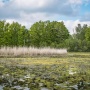 Mengapa Lahan Basah Kecil Perlu Diperhitungkan dalam Upaya Mitigasi Perubahan Iklim?