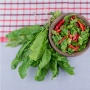 5 Rekomendasi Sayur yang Mudah Ditanam di Pot, Lahan Sempit Bukan Halangan