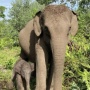 Kapolda Riau Beri Nama Nona Seroja untuk Anak Gajah di Tesso Nilo, Apa Maknanya?