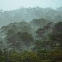 Bukan Hanya Soal Suhu: Apa yang Membuat Hutan Bumi Menyerap Lebih Banyak Karbon?