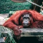 Saatnya Bersuara: Menghentikan Eksploitasi Hutan Sebelum Terlambat bagi Orangutan
