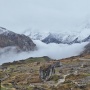 Di Antara Lembah dan Puncak: Jalur Menuju Annapurna Base Camp