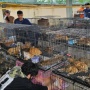 Sindikat Perdagangan Daging Kucing Digulung, Ratusan Anabul Berhasil Diselamatkan