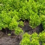 Program Mangrove NHM di Kao Berhasil Pulihkan Kawasan Pesisir dan Tingkatkan Ketahanan Lingkungan