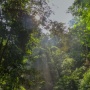 Hutan Tropis Dianggap Penyerap Karbon Utama, Tapi Penelitian Baru Tunjukkan Hal Berbeda