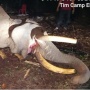 Hilangnya Habitat, Kematian Indro, dan Masa Depan Gajah Sumatera yang Terancam