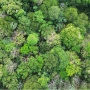 Riset: Hutan Mungkin Tak Lagi Menyerap Karbon Sebanyak yang Kita Perkirakan, Mengapa?