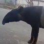 Viral Warga Mesuji Sembelih Tapir, DPR Desak Pelaku Segera Diproses Hukum