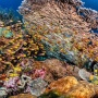 2.671 Substrat Karang Dipasang di Kepulauan Seribu, Bisakah Percepat Pemulihan Terumbu Karang?