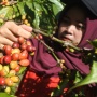 Panen Kopi Robusta Jember Ditargetkan Tembus 100 Ton