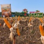 Benih Jagung Hibrida Dekalb DK19C Unjuk Produktivitas di Ponorogo
