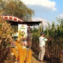 Panen Raya Jadi Bukti! Teknologi Benih Dongkrak Produktivitas Jagung