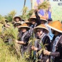 Komisi IV DPR Bersama Bulog Dorong Peningkatan Kesejahteraan Petani Klaten
