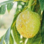 Tahan Perubahan Iklim dan Kaya Gizi, Bisakah Sukun Menjadi Superfood Lokal Indonesia?