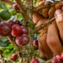 Permintaan Naik, Bagaimana Meningkatkan Produksi Kopi Tanpa Merusak Hutan dan Keanekaragaman Hayati?