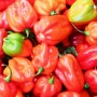 Cabai Habanero Terpedas Kini Dikembangkan di Indonesia, Apa Keunggulannya Dibanding Varietas Impor?