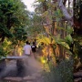 Cari Suasana Sejuk di Tengah Ibukota? Spot Bernuansa Hutan Tropis Ini Bisa Jadi Pilihan