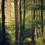 Hutan Bisa Jadi Ruang Terapi di Tengah Polusi dan Krisis Iklim, Apa Saja Manfaatnya?
