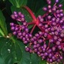 Mengenal Parijoto: Buah Mitos Kesuburan dari Gunung Muria yang Kini Dilirik Sains