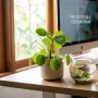 5 Pilihan Benda Pembawa Hoki di Meja Kerja Menurut Feng Shui, Biar Rezeki Lancar dan Tidak Stres